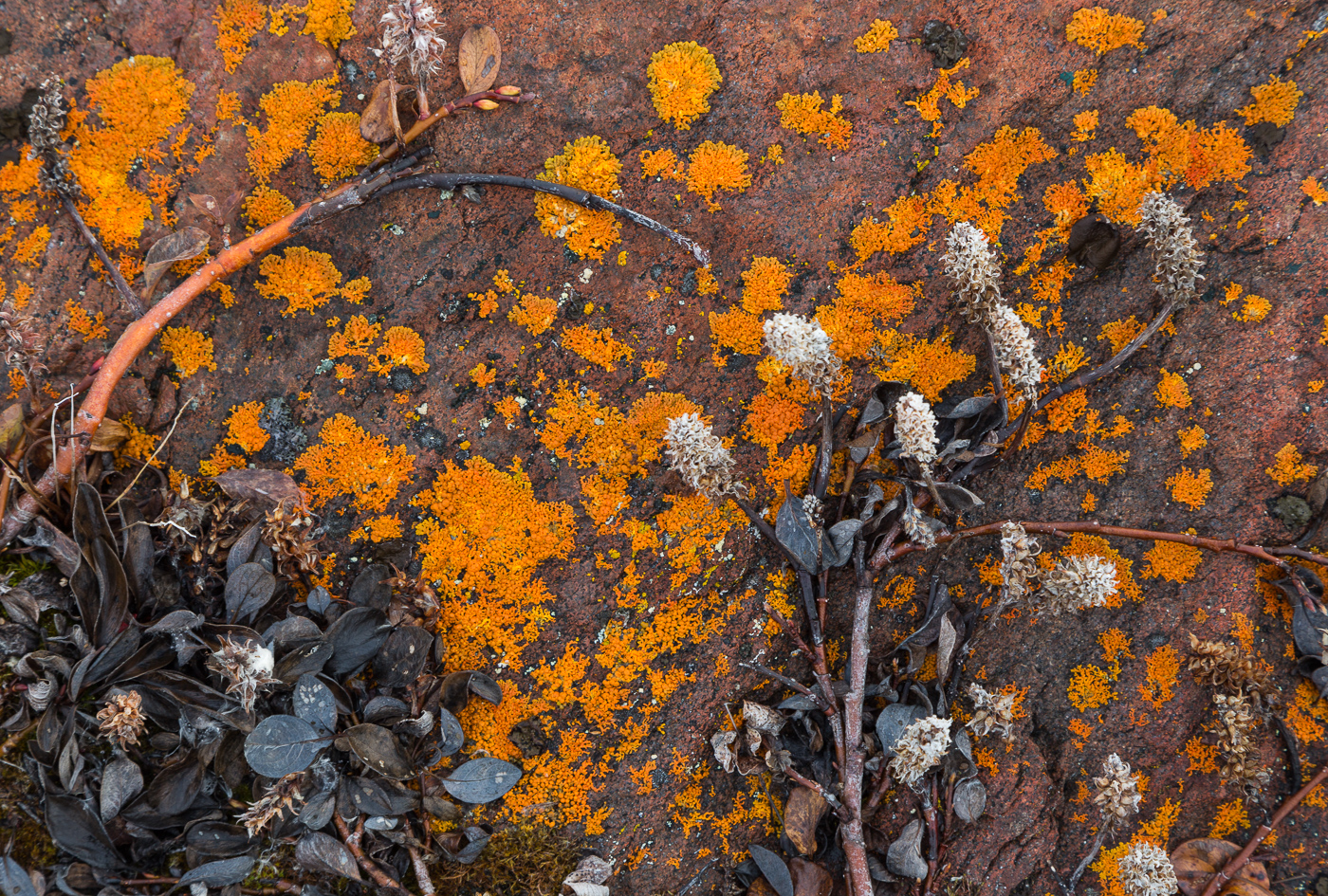 Willow and lichen growing on the rocks