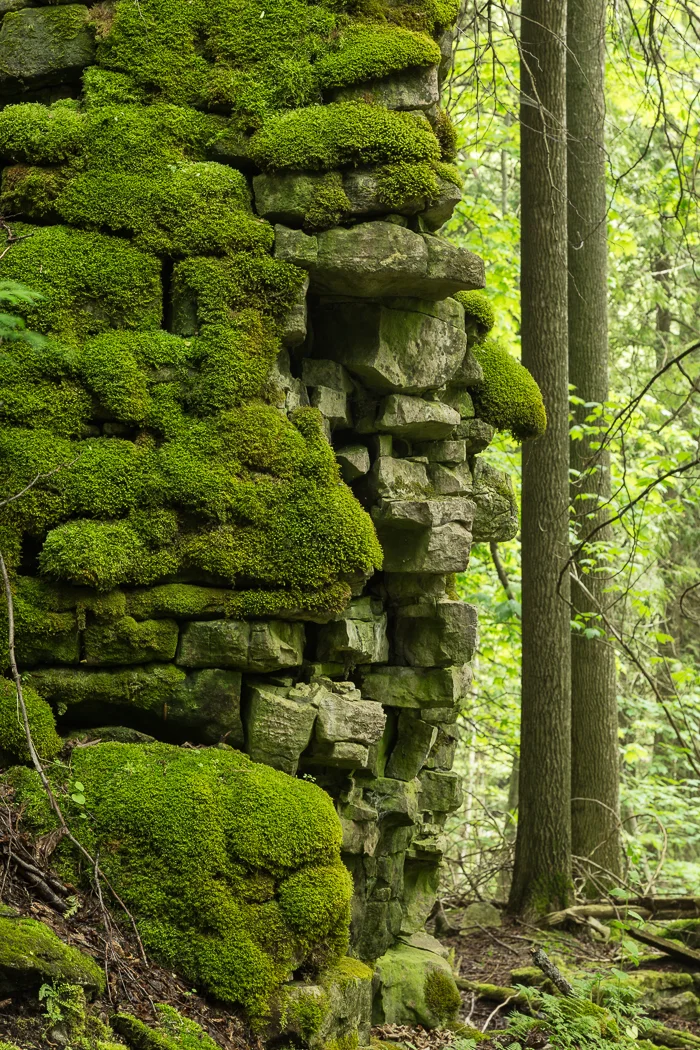 Rocks, Moss and Trees