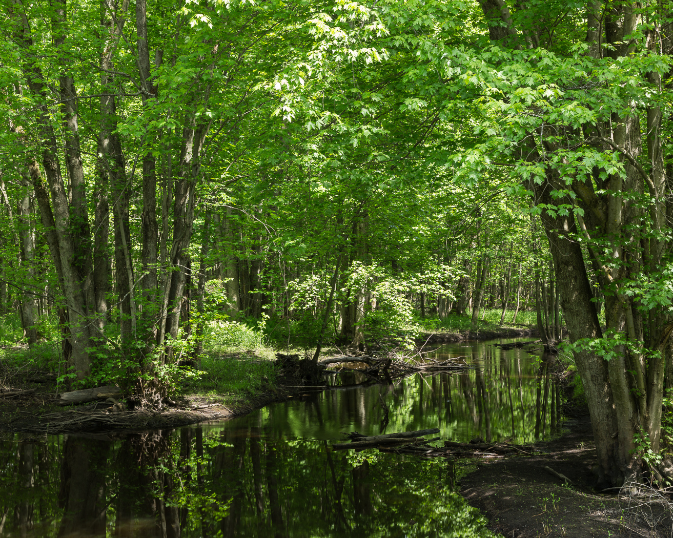 Trees in spring along a small brook