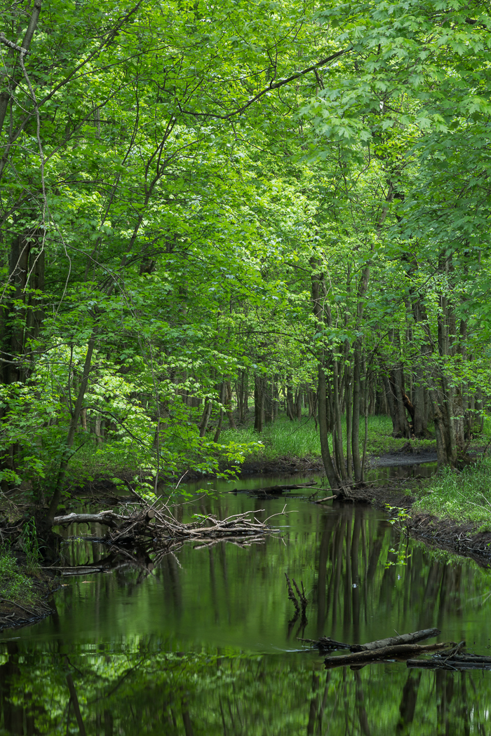 Trees and dead branches in the flooded marsh