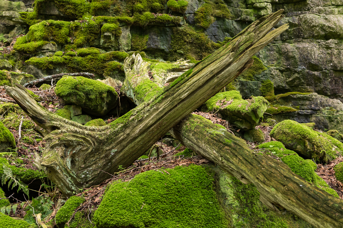 Branch abstracts amid the moss and stones
