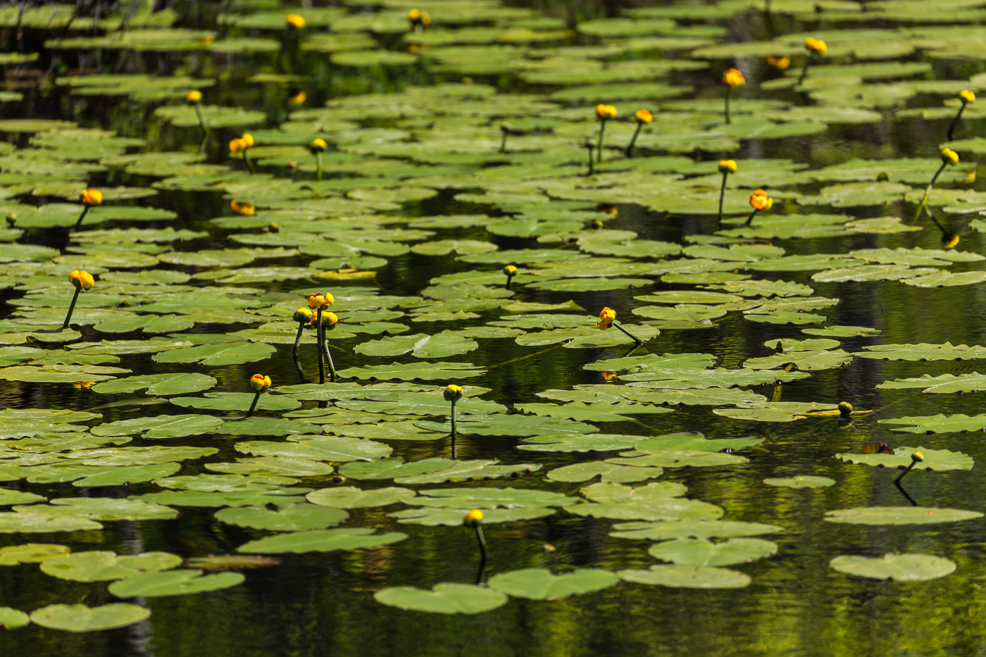 Lilly Pads and Blooms