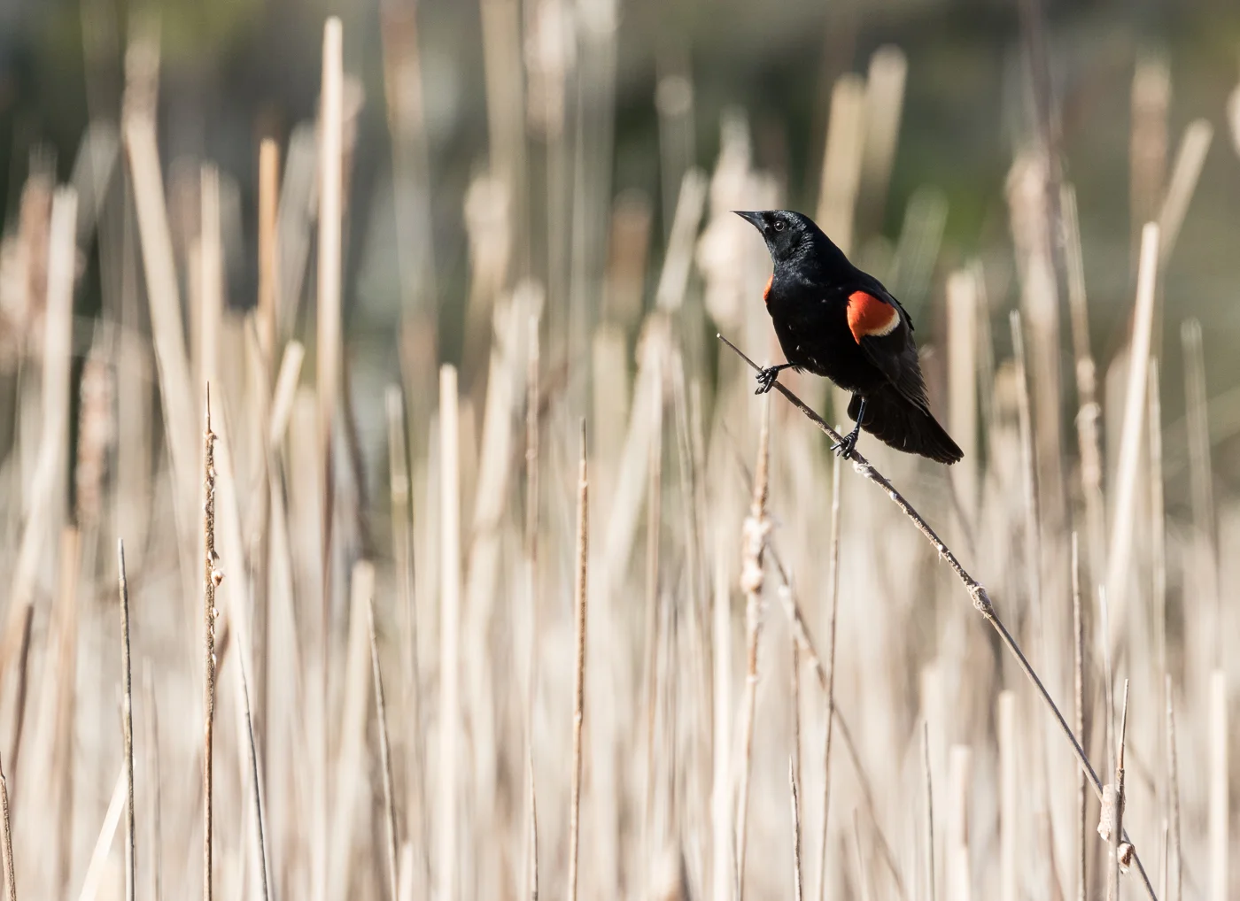 Red-winged blackbird