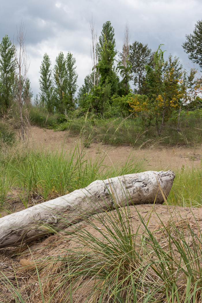 Old Log Pushed up on the Dunes