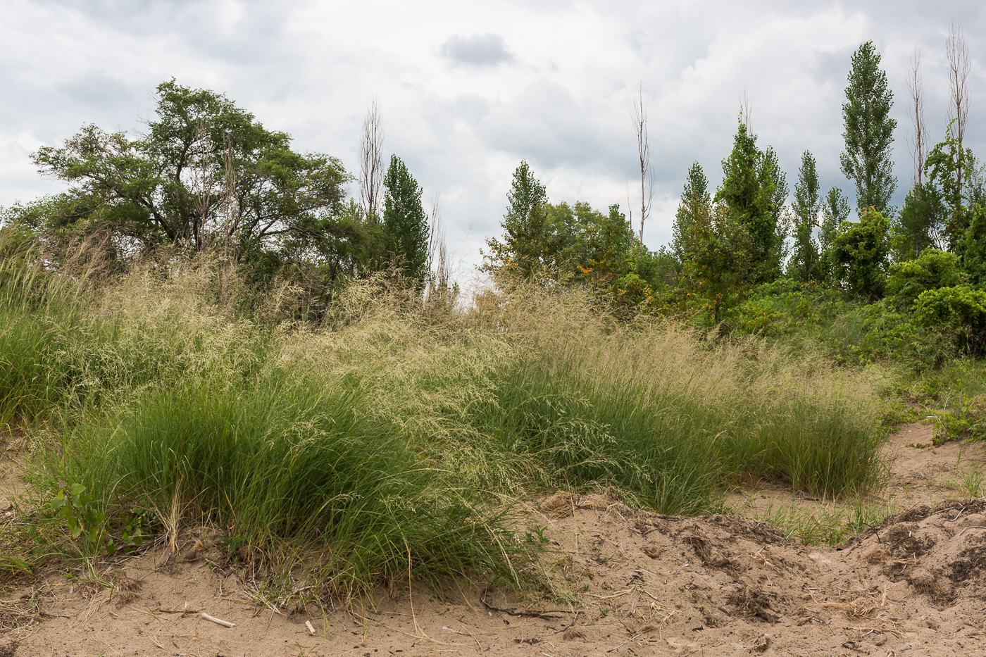 Dune Grasses and Trees seen from the Lake