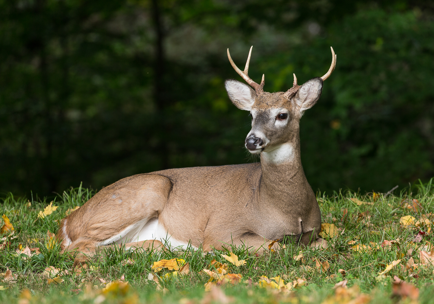 Stag resting at the edge of the ravine