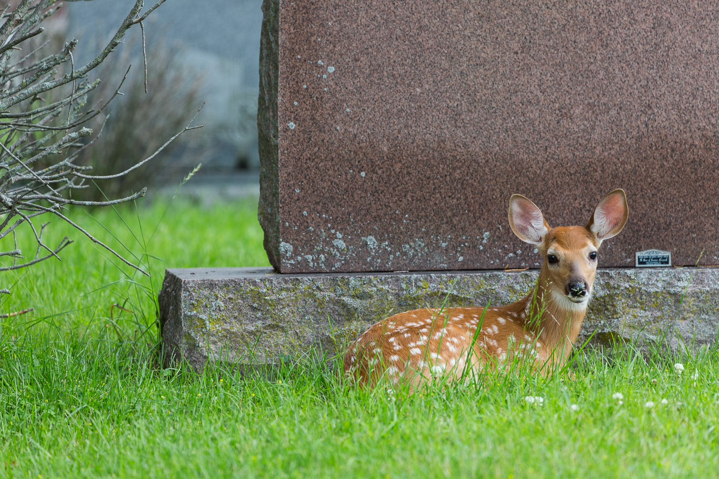 Fawn born this past spring
