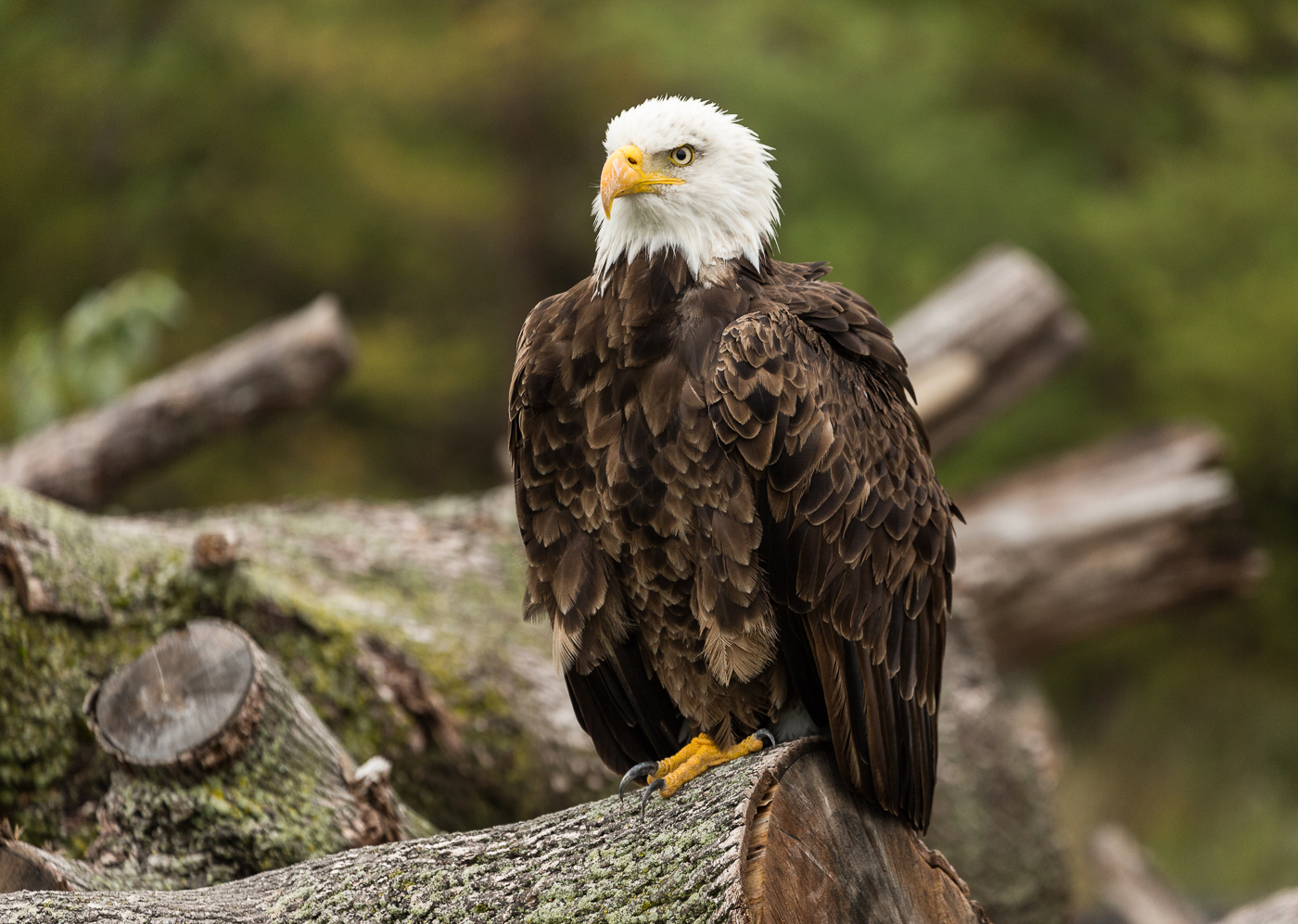Bald Eagle at Rest on a Log