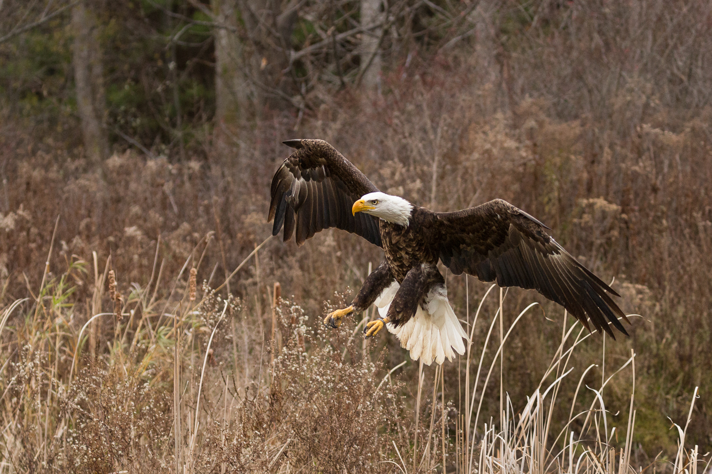 Bald Eagle Preparing to Land