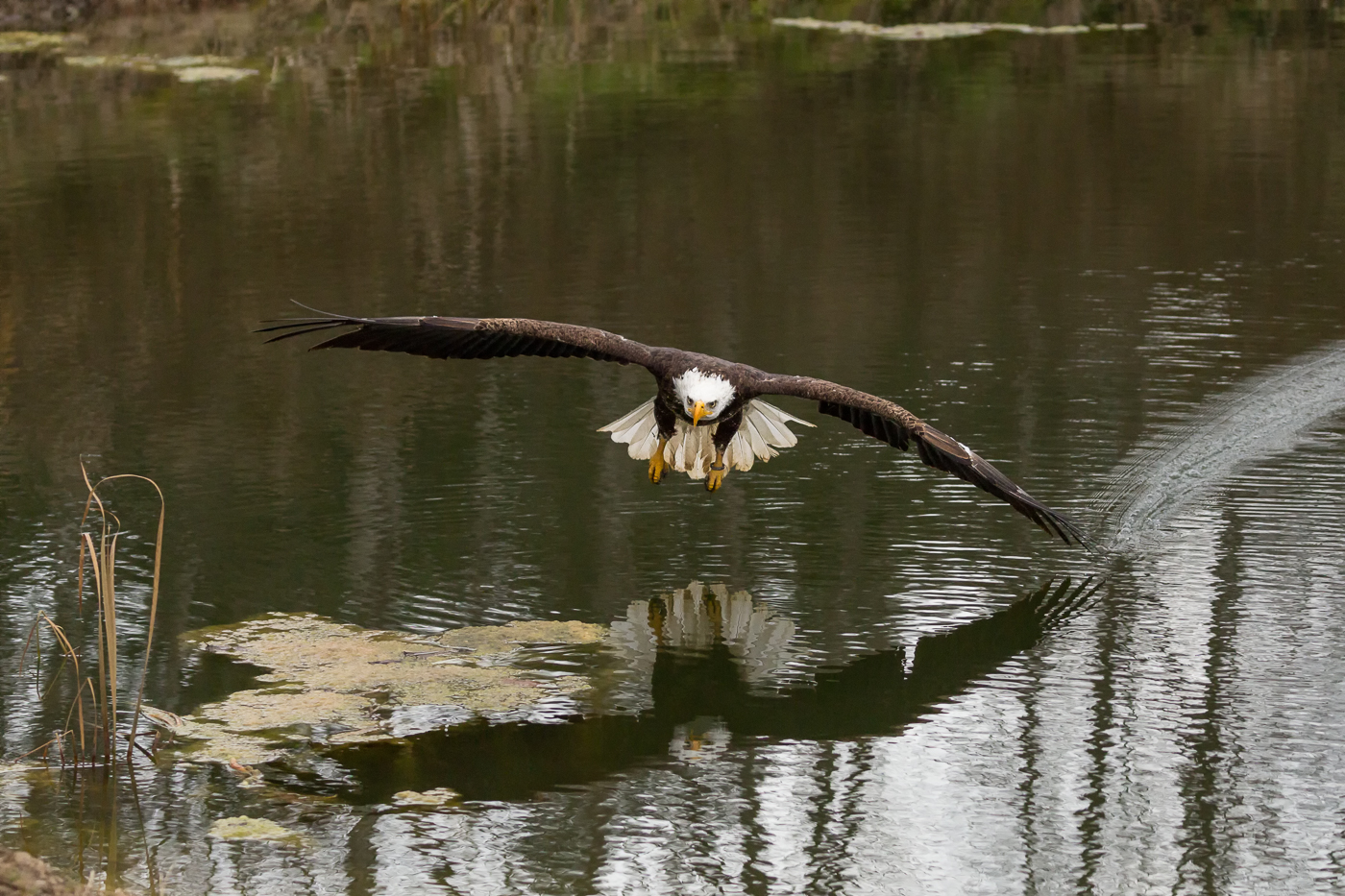 Skimming the Pond