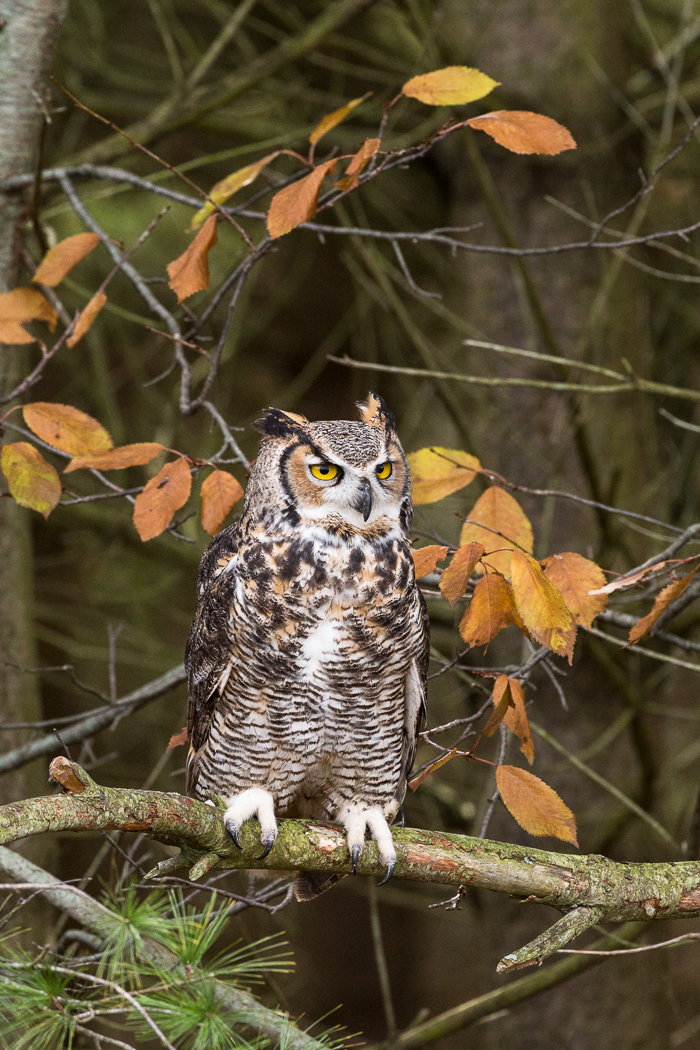 Great Horned Owl