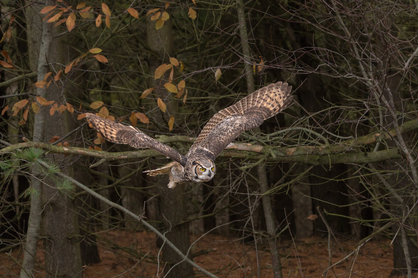 Great Horned Owl in Flight