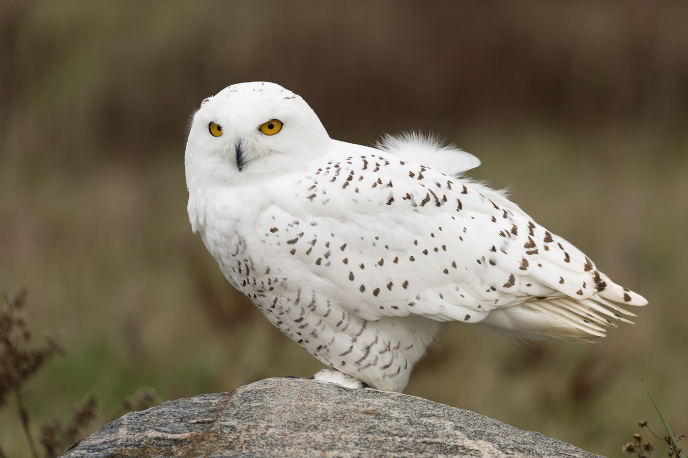Snowy Owl