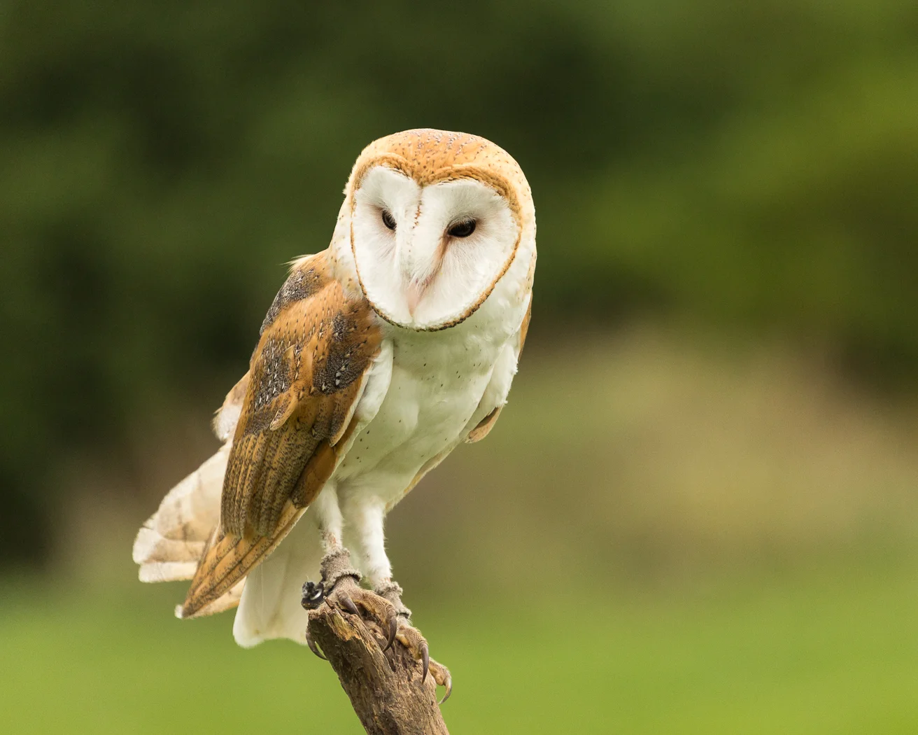 Barn Owl
