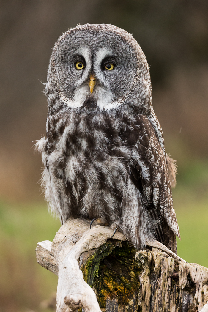 Great Grey Owl