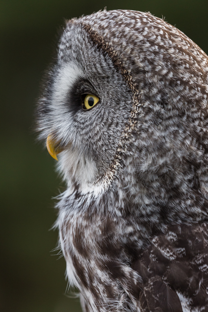 Great Grey Owl