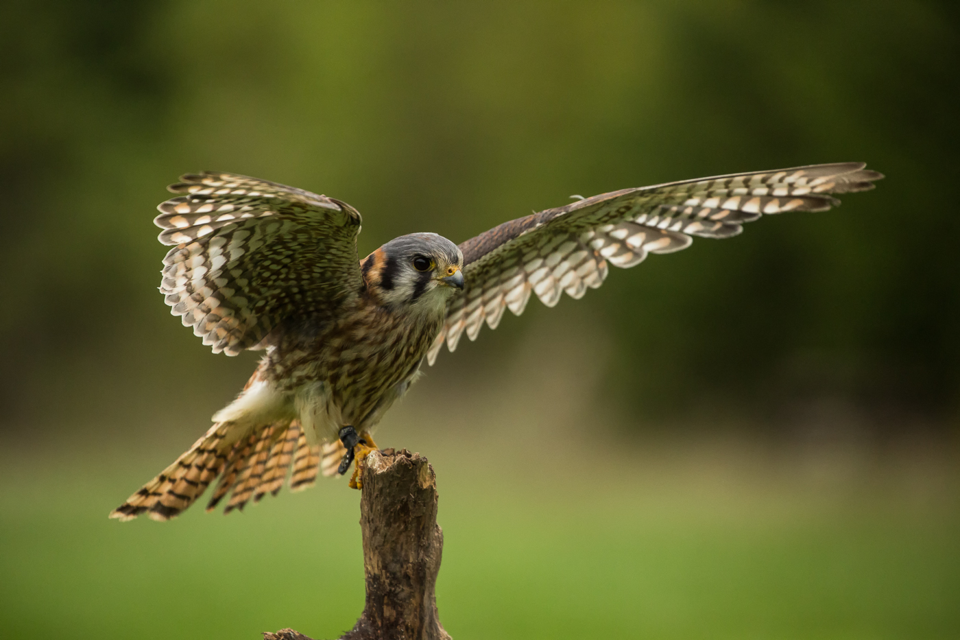 American Kestrel