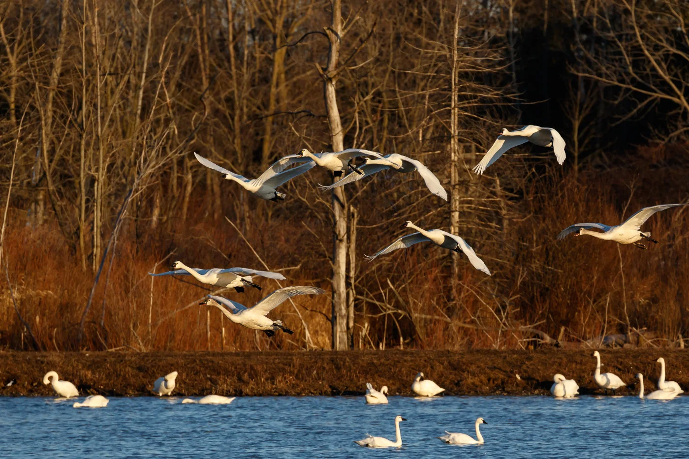 20180303-_51A0427-Edit.jpg