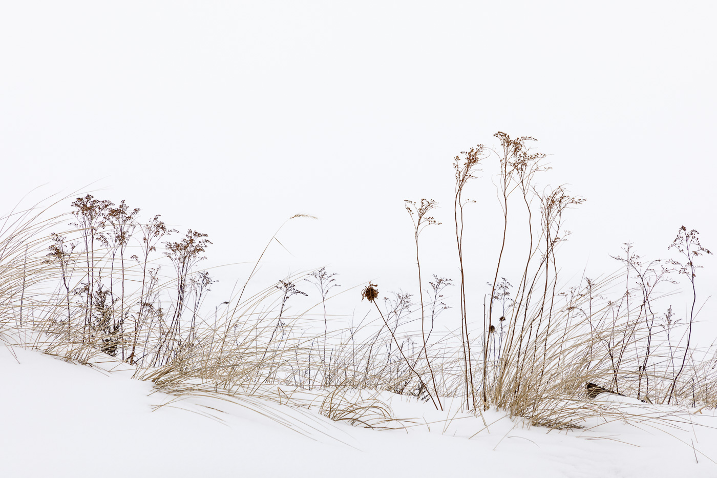 Winter Grasses in the Snow