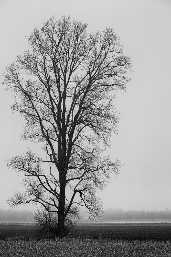 Tree on a Foggy Morning