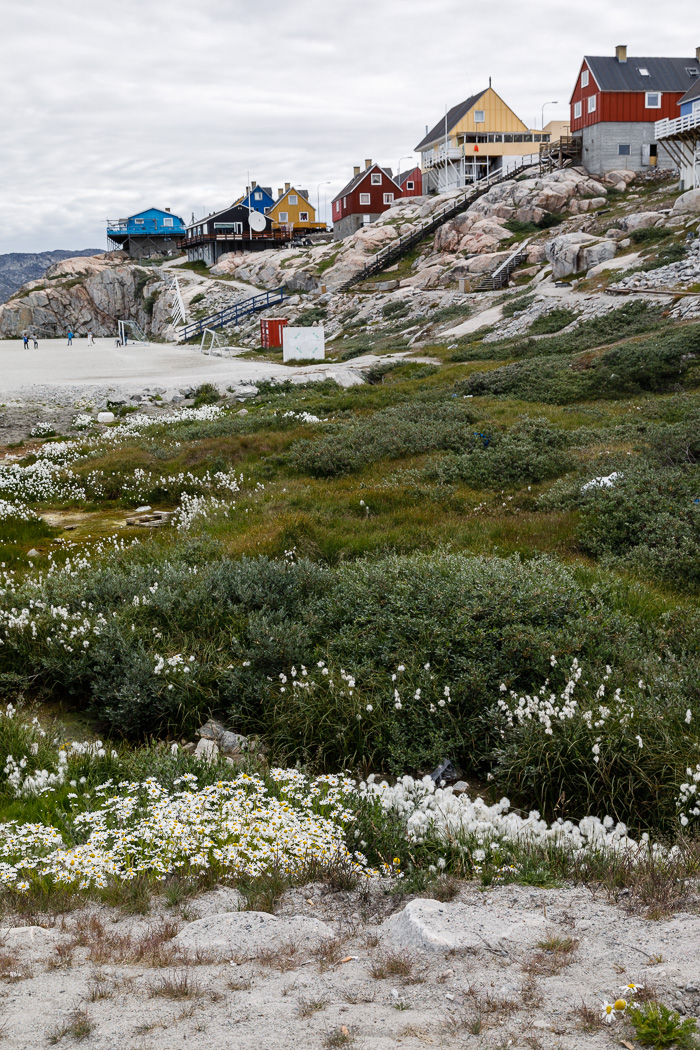 Arctic Cotton, Houses and a Soccer Field in Ilulissat