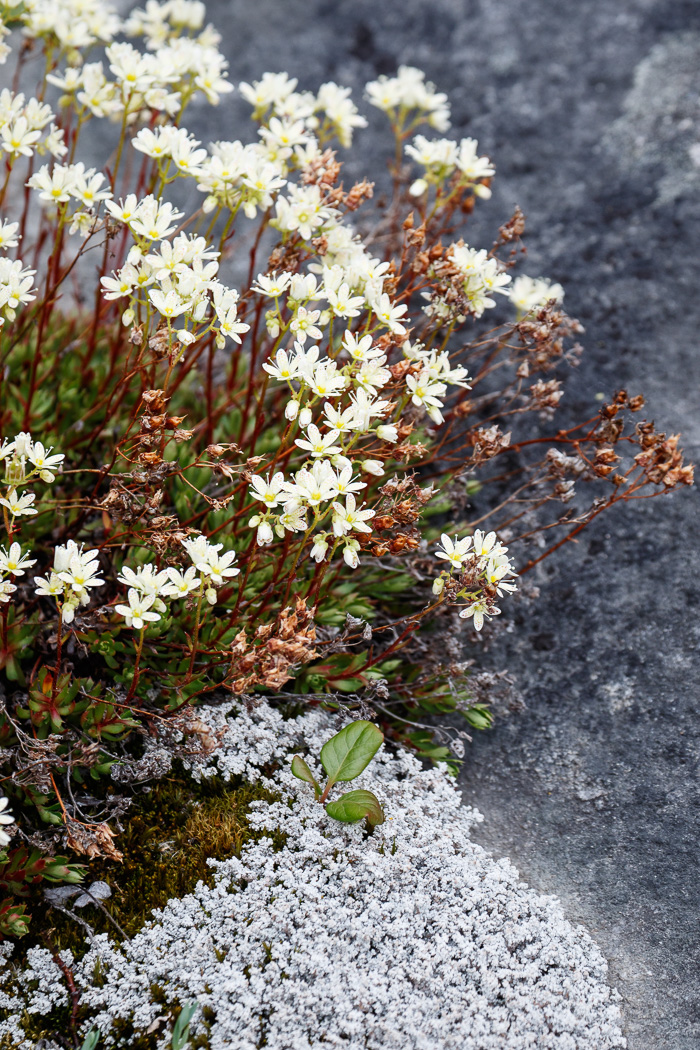  Drooping Saxifrage, Greenland 