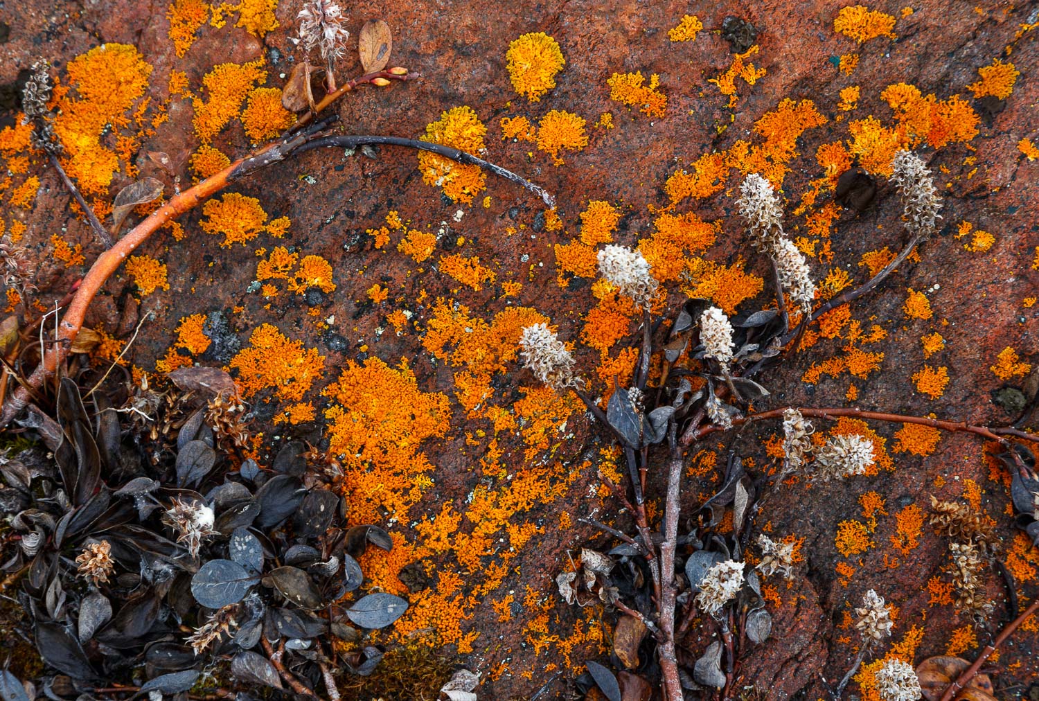 Arctic Willow, Rock and Lichen