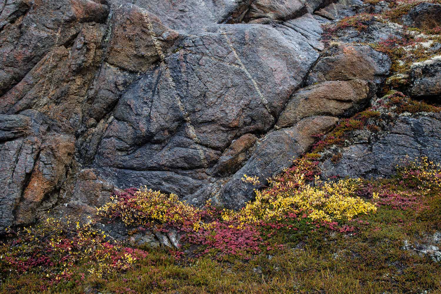 Arctic Rocks and Tundra Flora