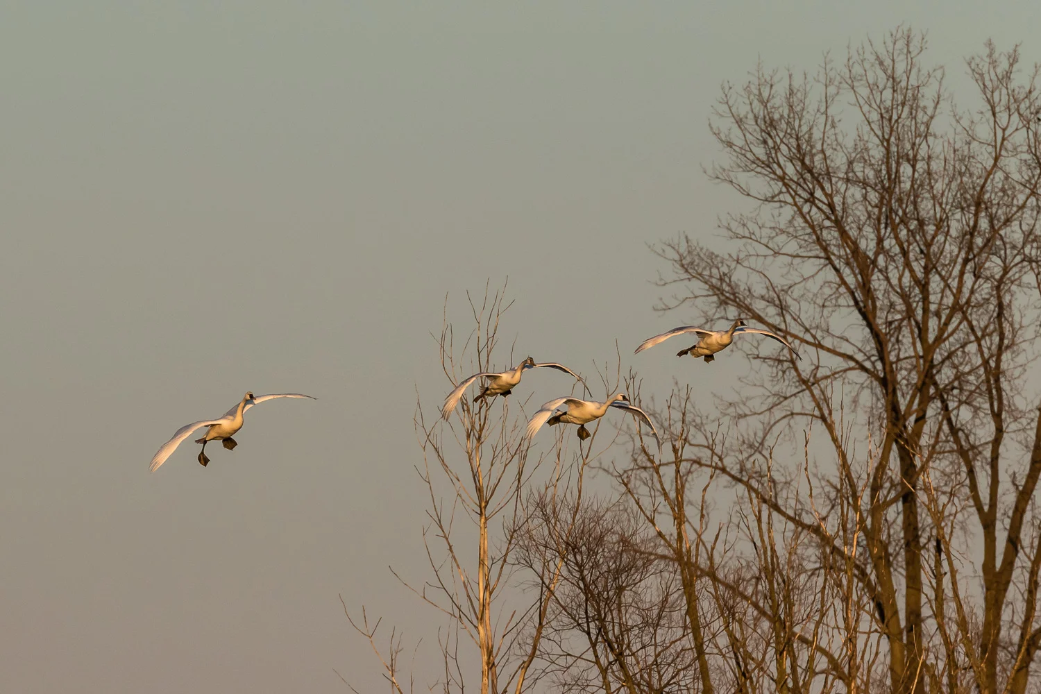 20180303-_51A0607-Edit.jpg