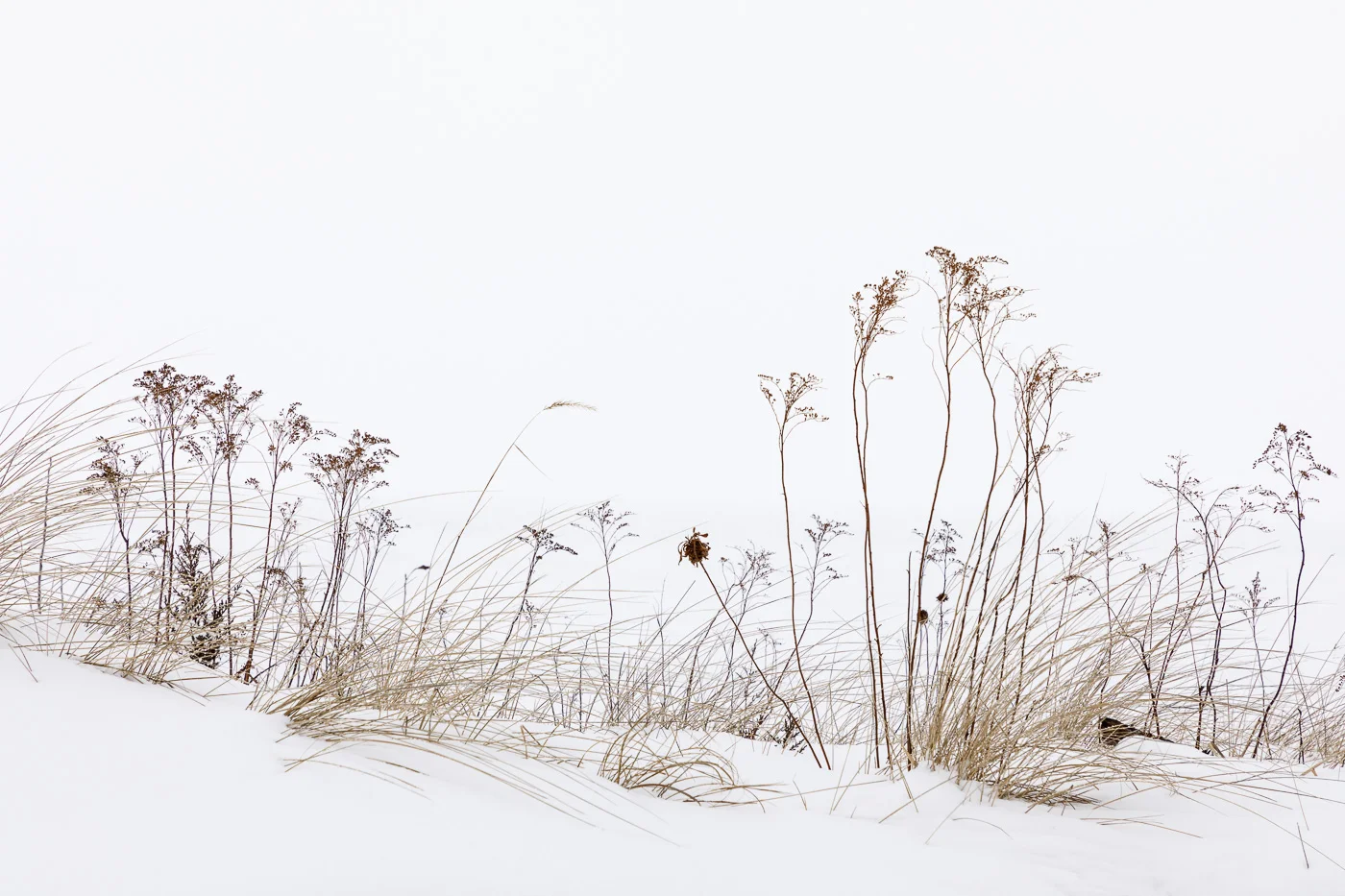 Grasses along the edge of the dunes