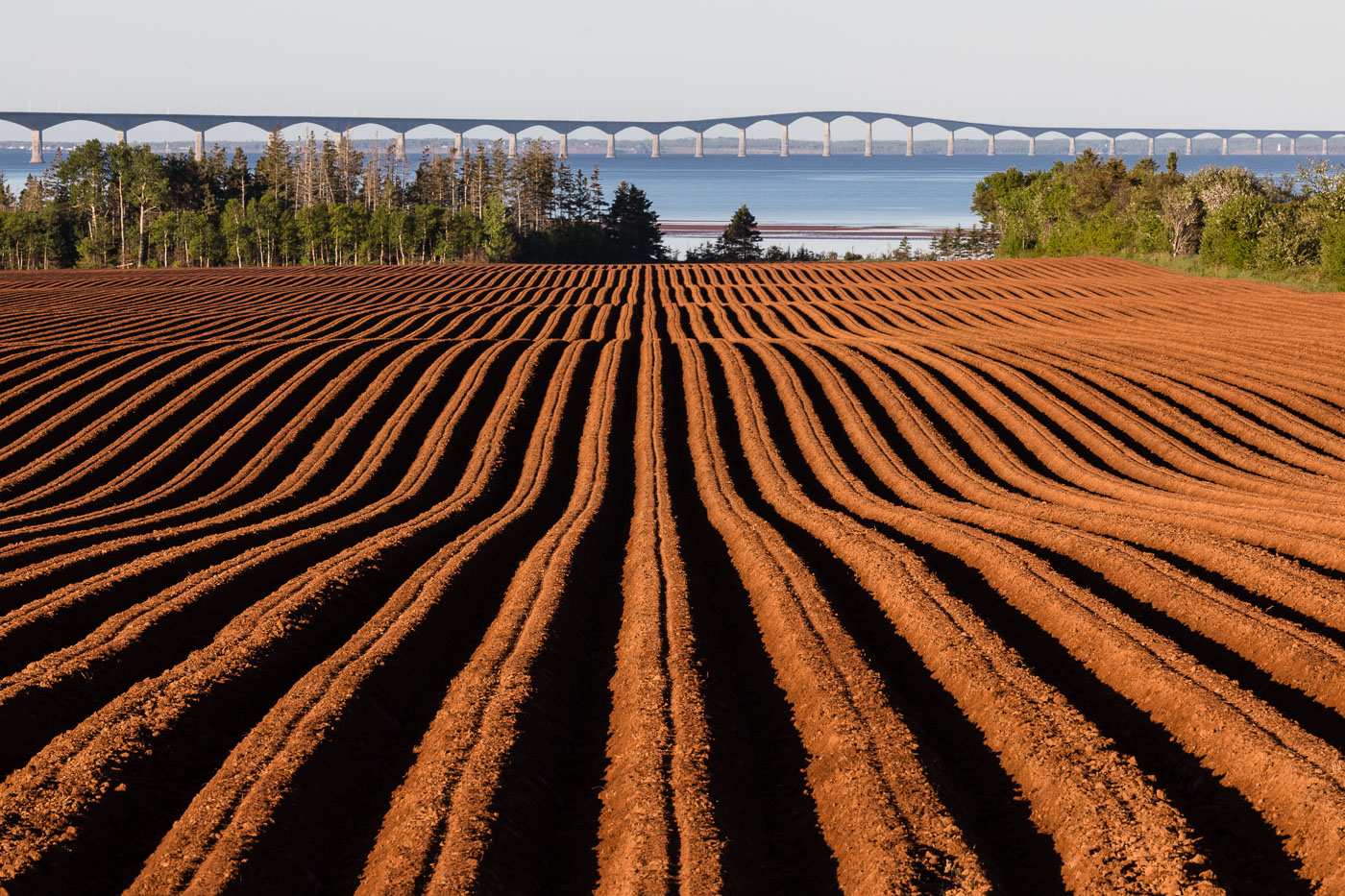 Potato Field and Confederation Bridge in PEI