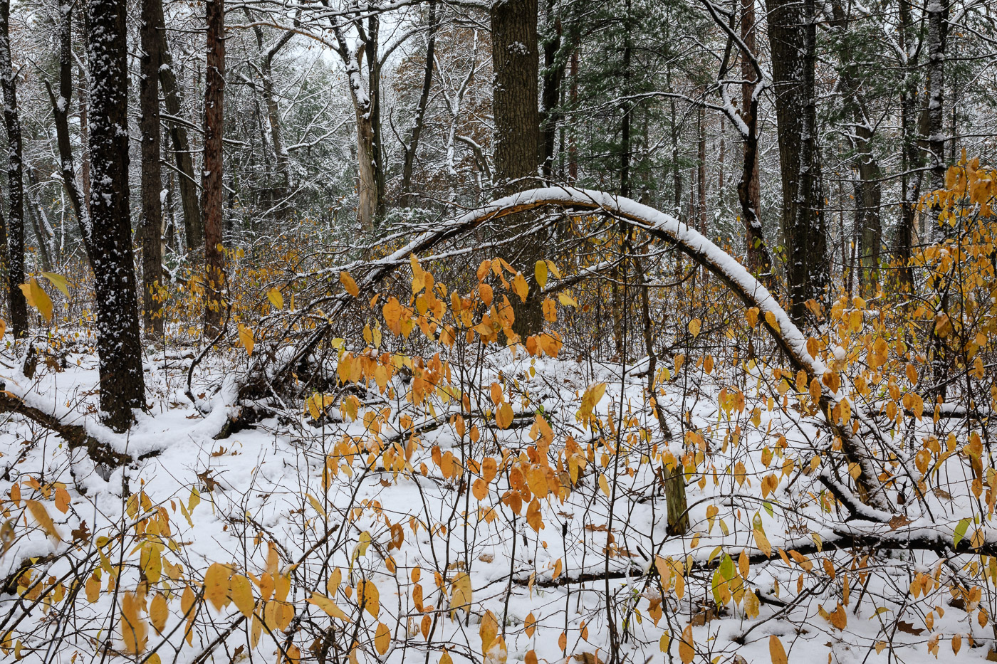 Late Fall and Early Snow in the Forest