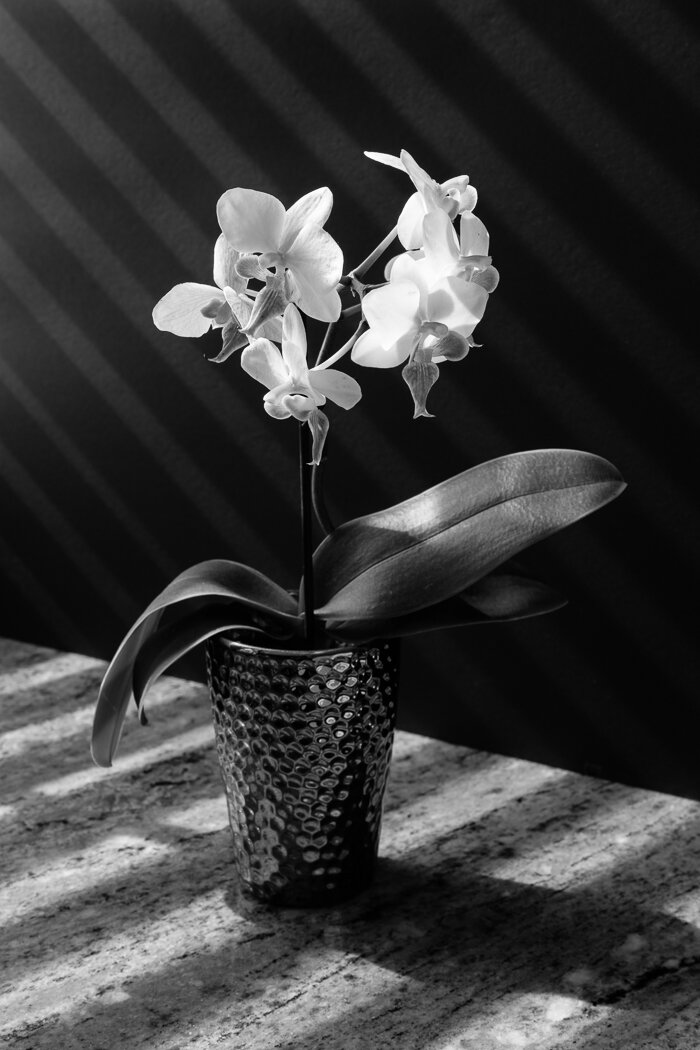 Orchid and Shadows