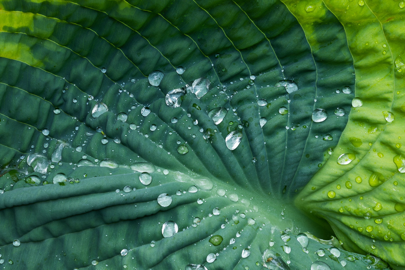 Raindrops on a Hosta Leaf