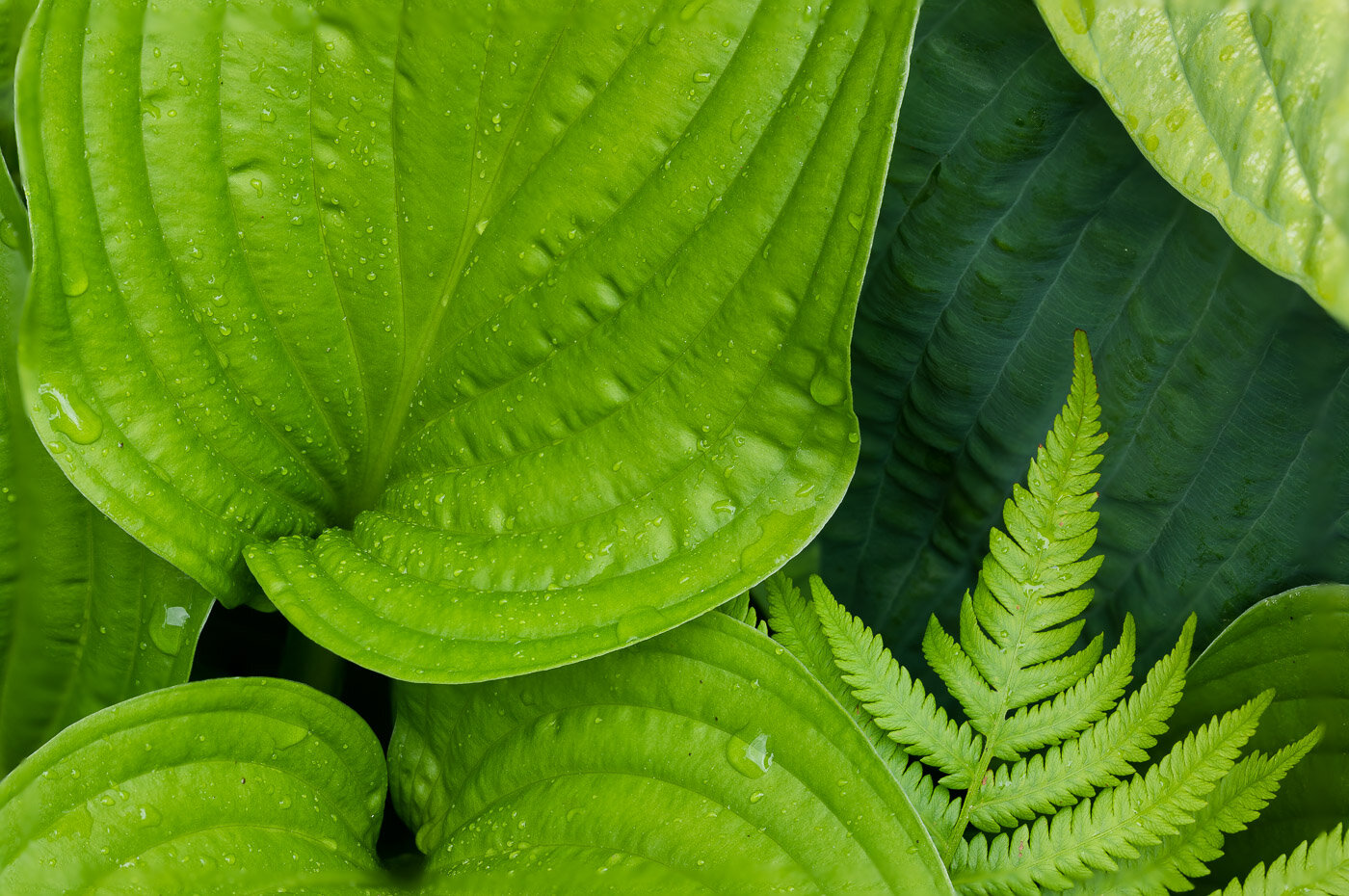 Hosta Leaves and a Fern