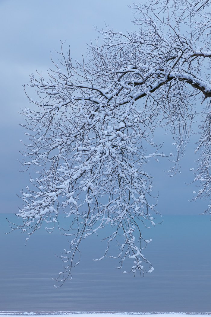 Tree in Winter