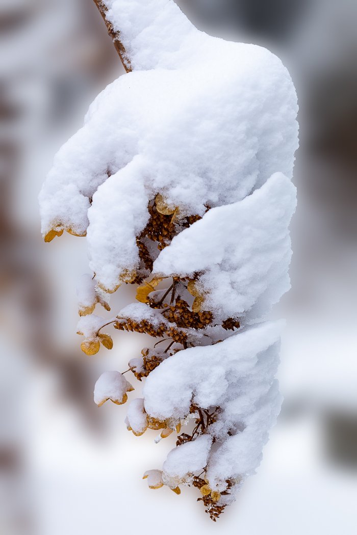 Hydrangea in Snow