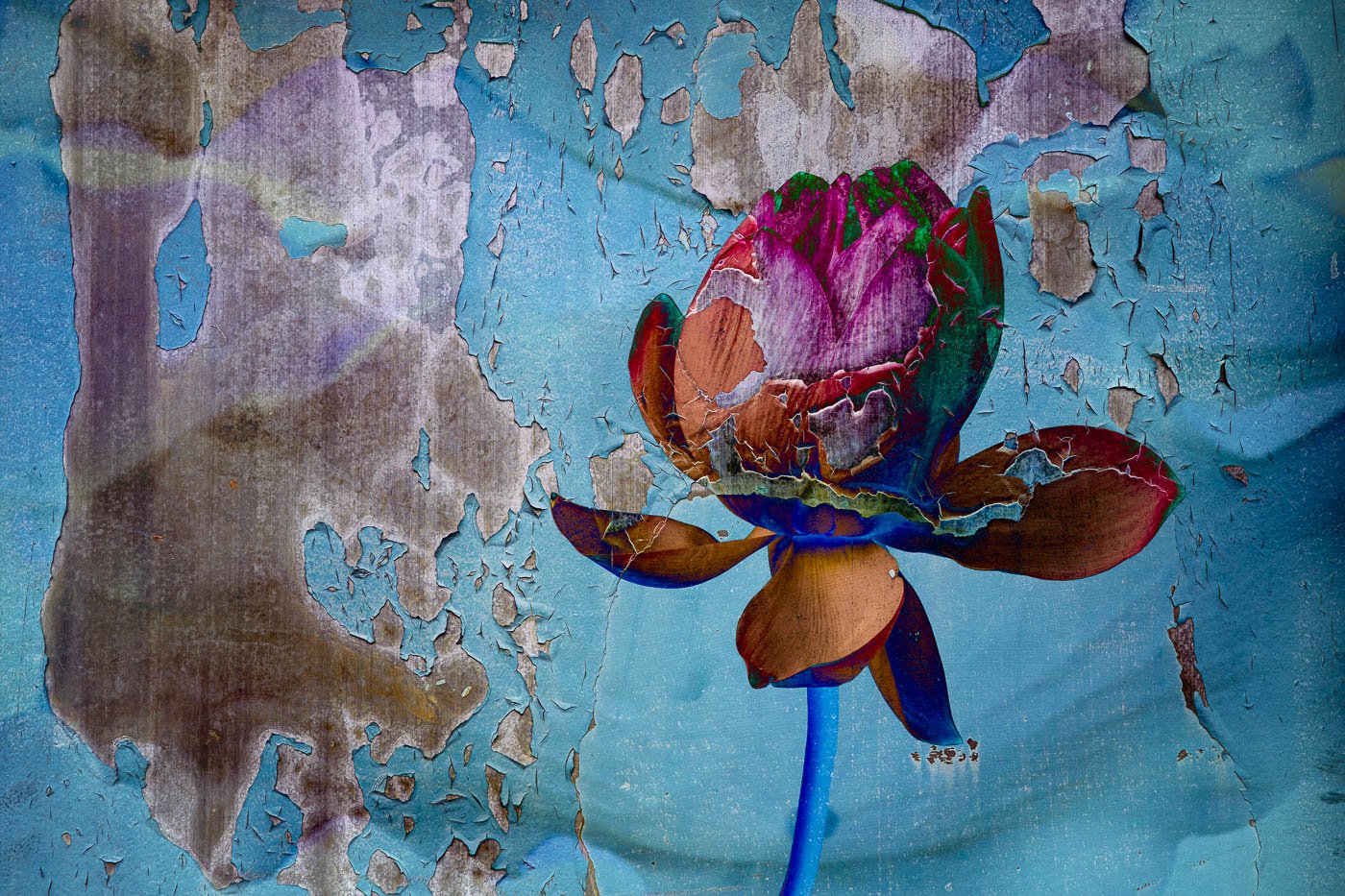 Lotus Flower on Blue