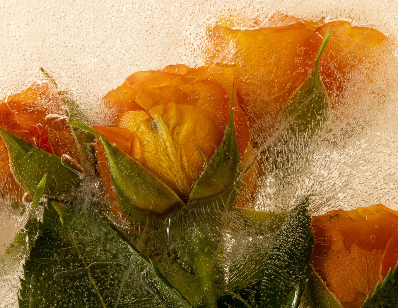 Orange Roses