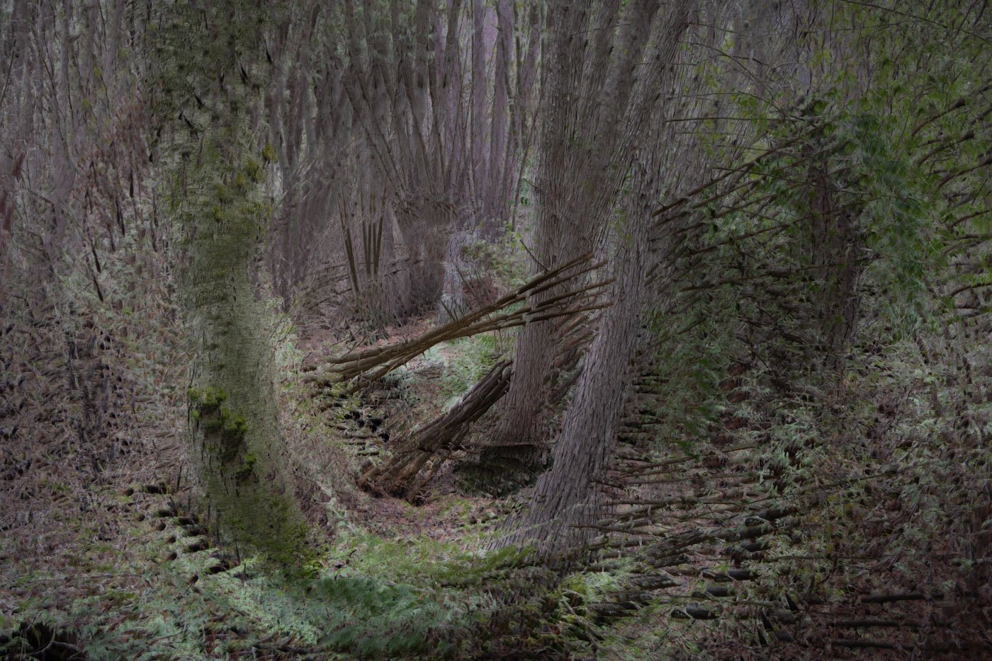 In the Woodland