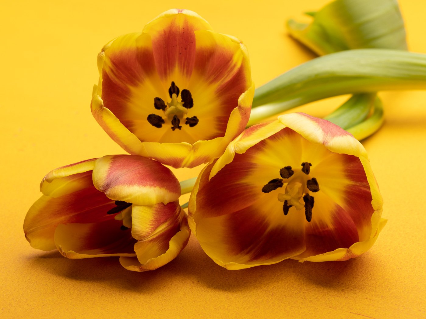 Mellow Yellow