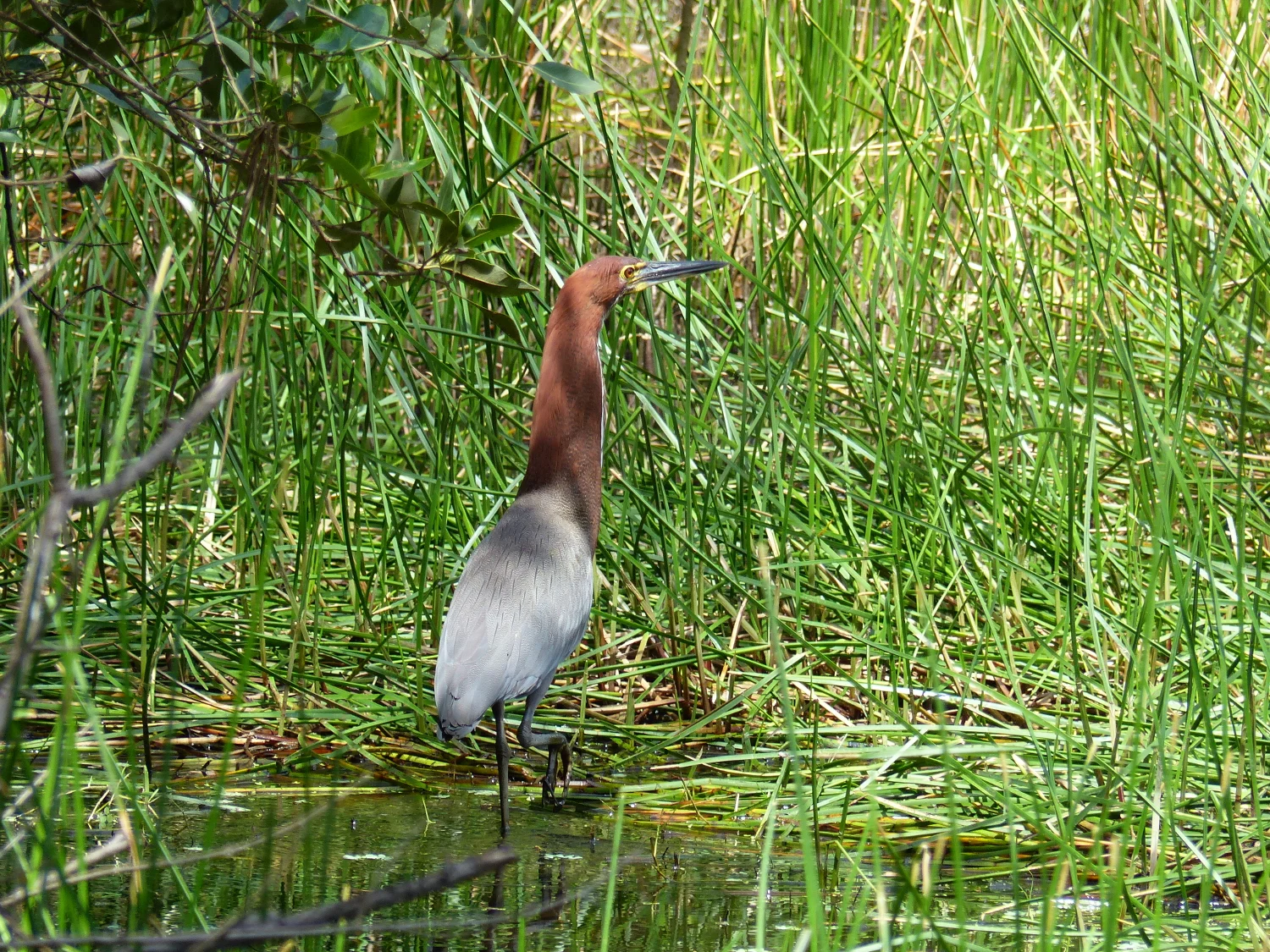 Heron in Fortaleza, Brazil
