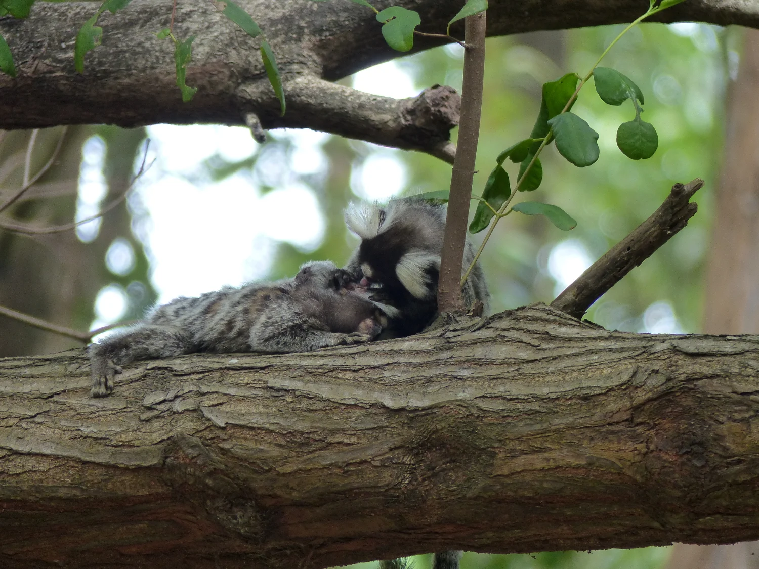 Family of tamarins in Fortaleza, Brazil