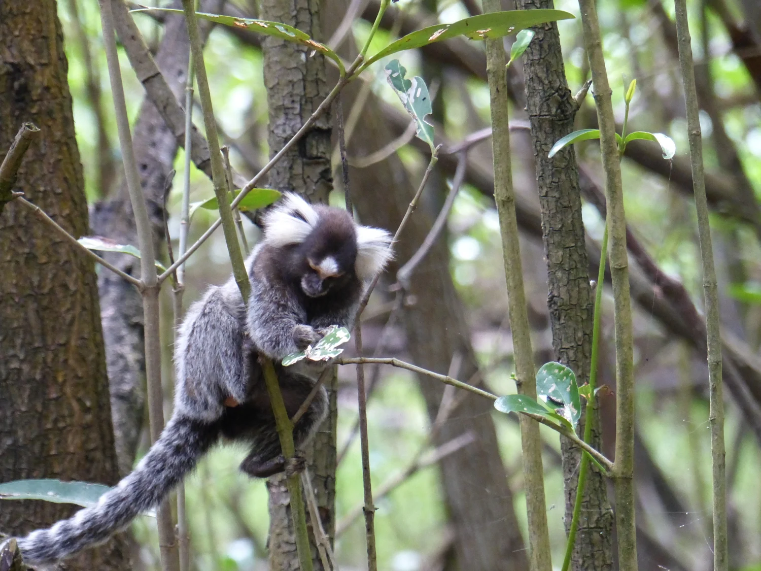 Tamarin in Fortaleza, Brazil