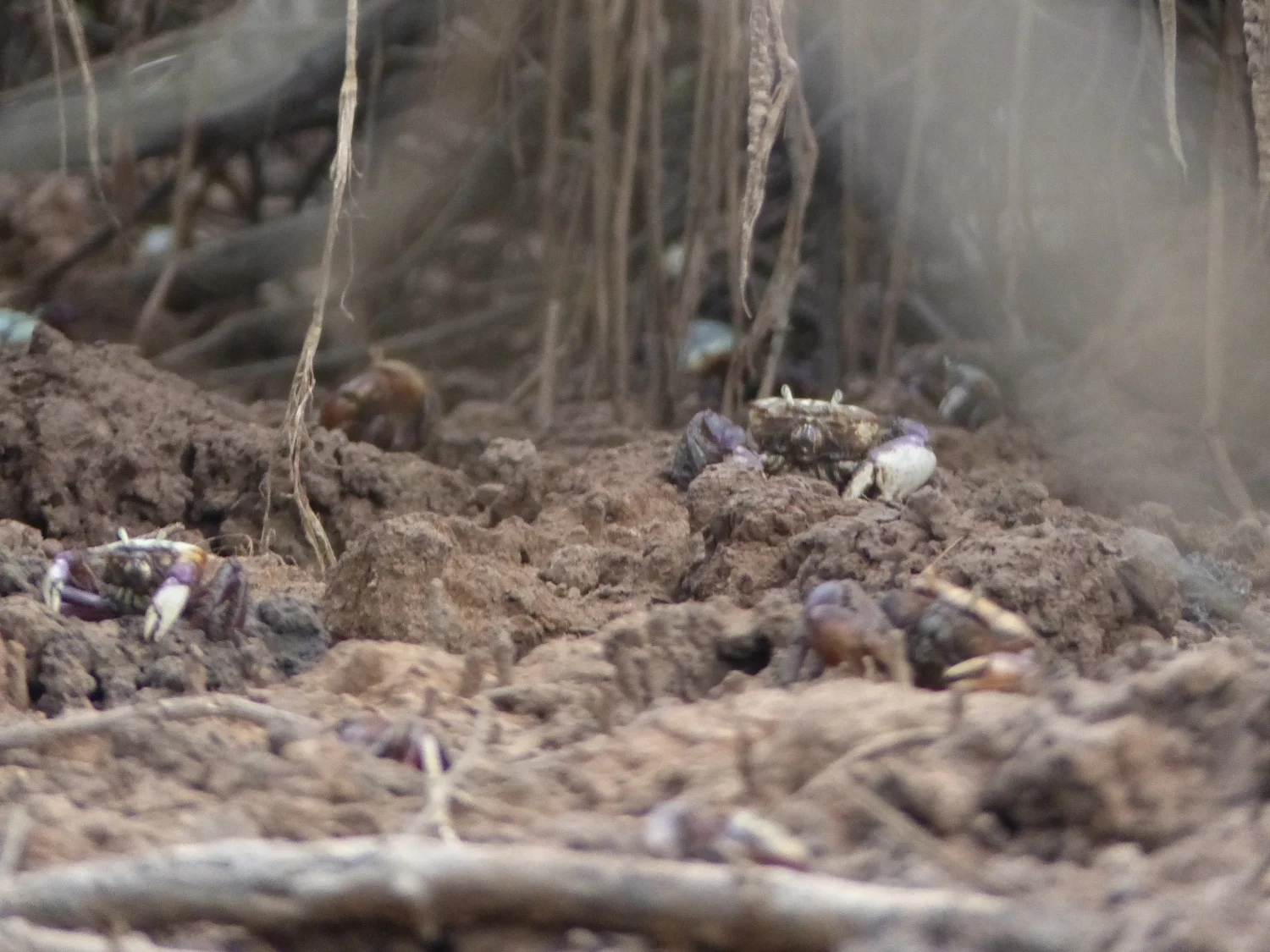 River crabs, Rio Paraíba, Brazil