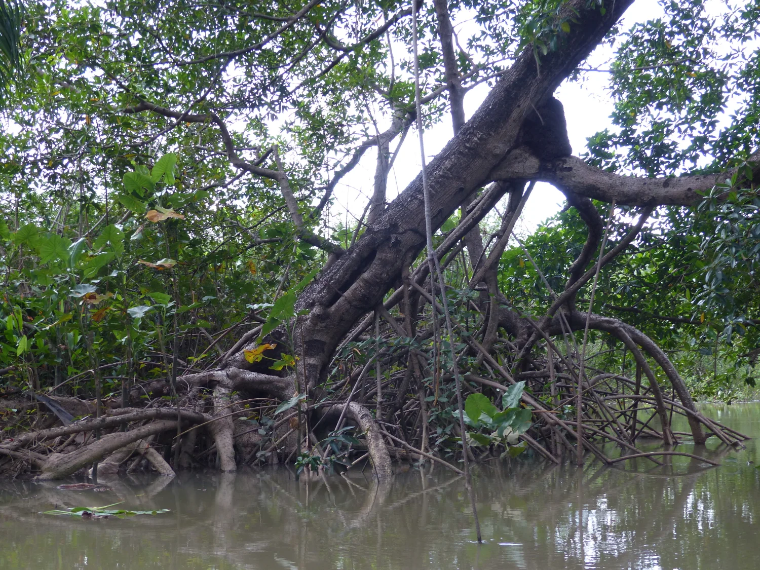 Mangroves, Rio Paraíba, Brazil