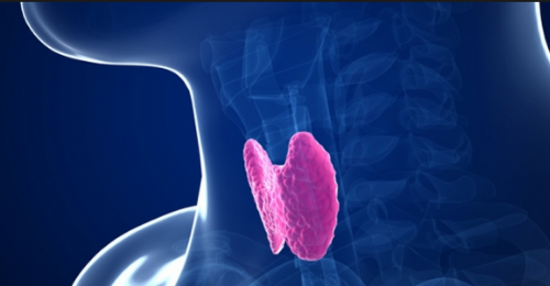 cedrapharmacy_thyroids_blog.jpg