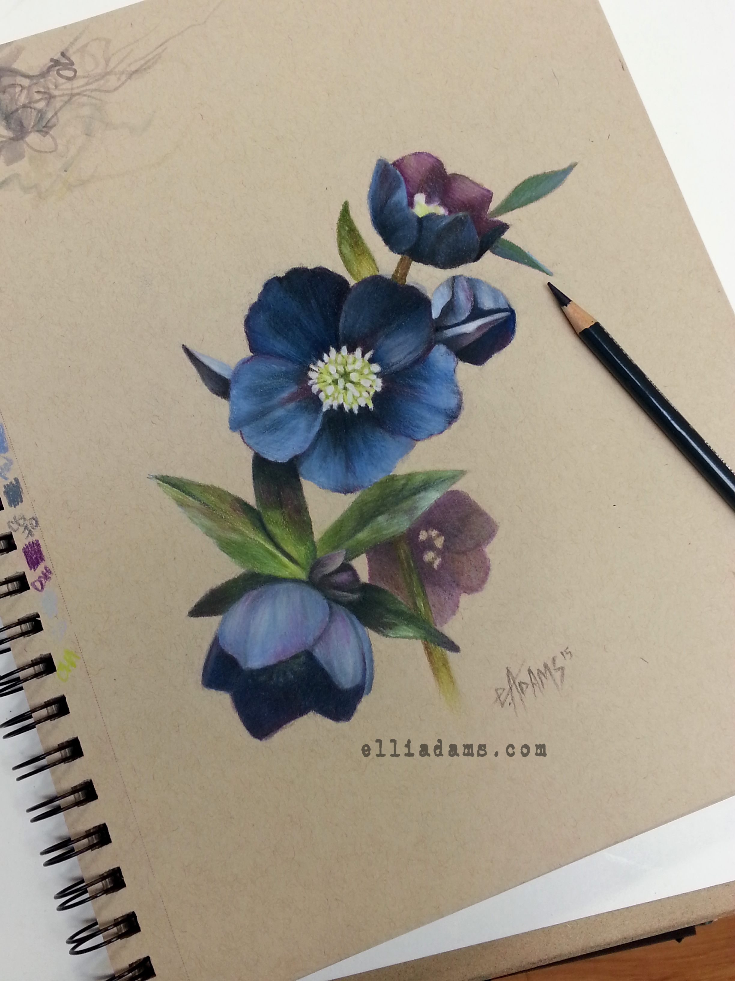 Black Hellebore