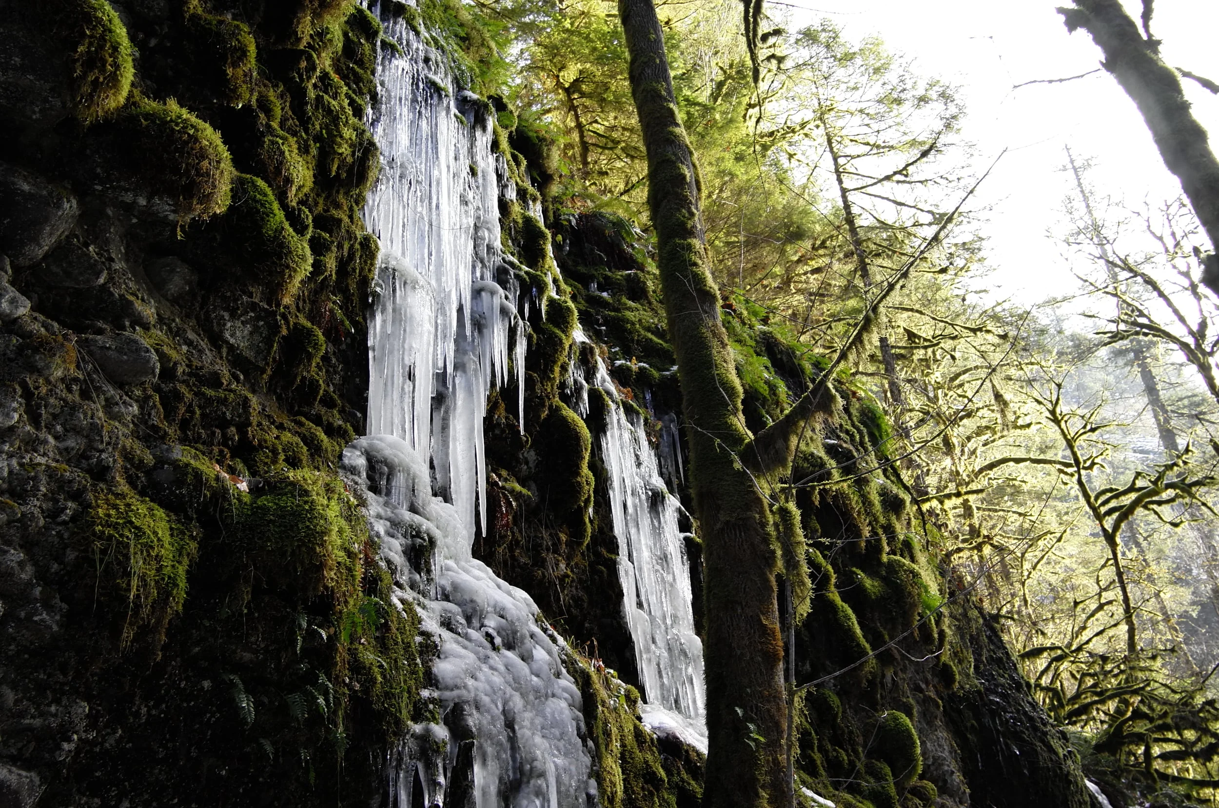 Walclella Falls | Oregon