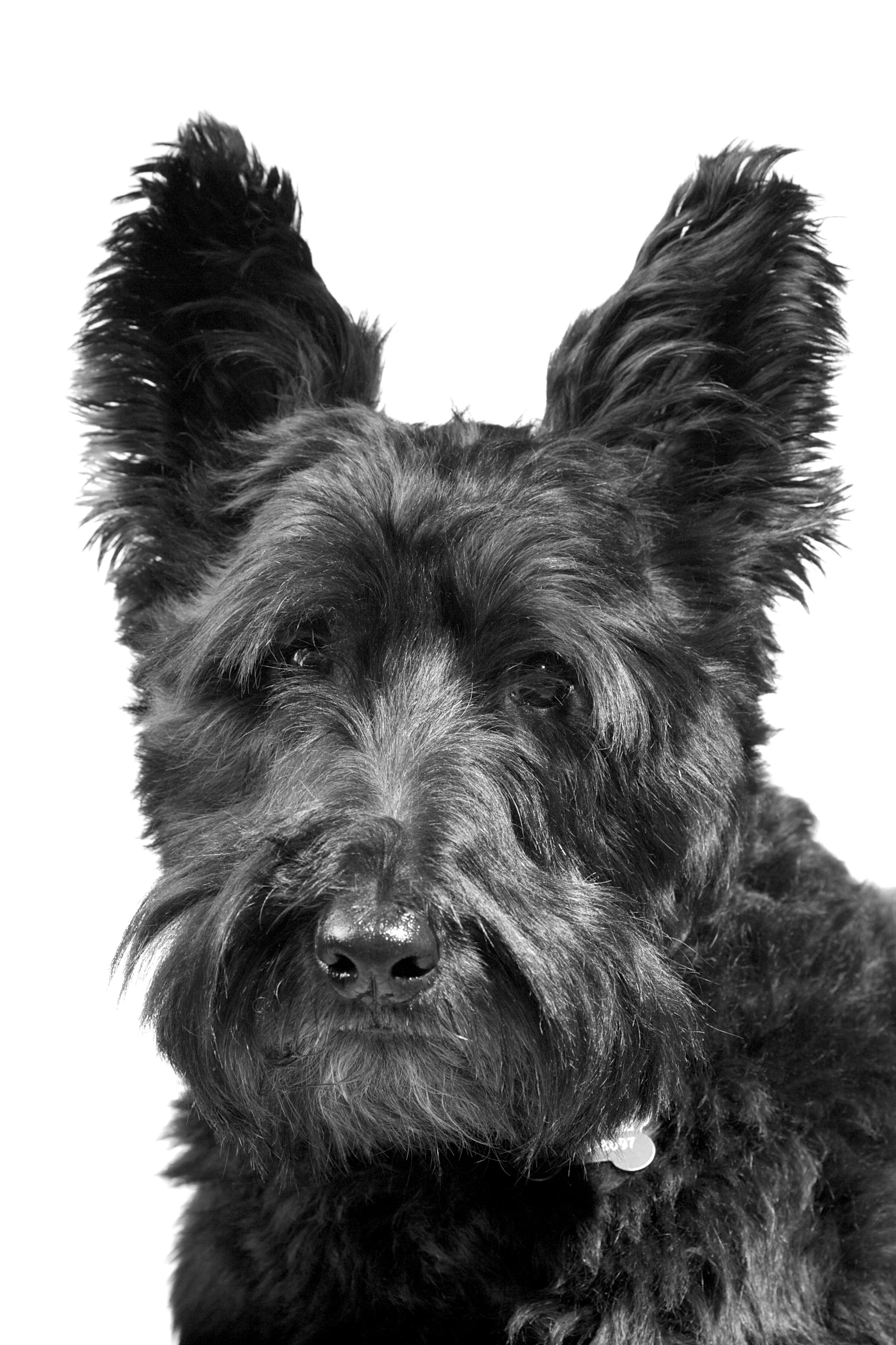 Angus 72.jpg